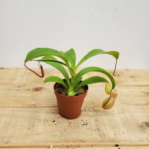 2" carnivorous