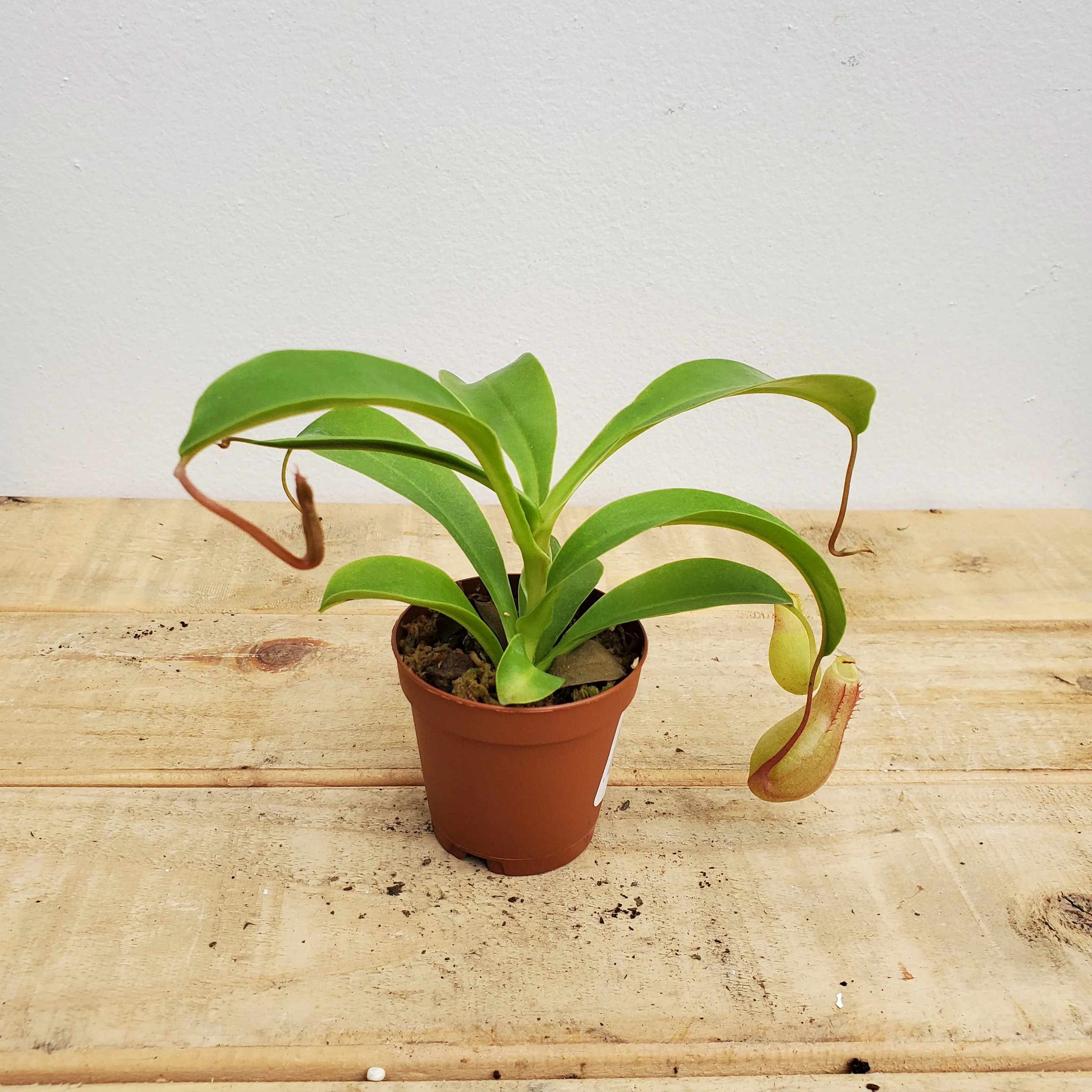 2" carnivorous