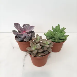 2" succulents assorted