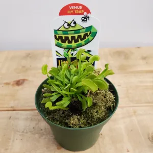 2" venus fly trap