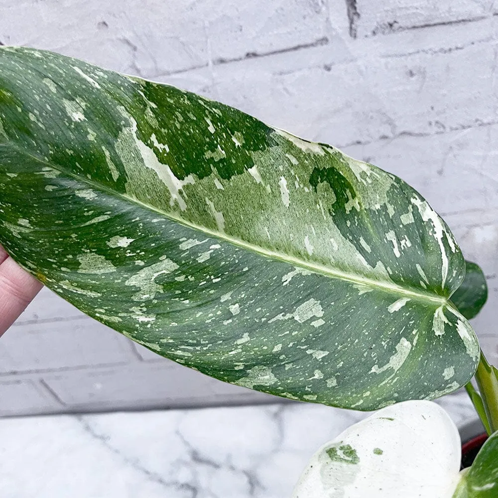 40 - 50cm Philodendron Jose Buono 15cm Pot