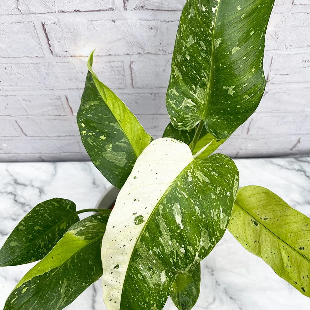 40 - 50cm Philodendron Jose Buono 15cm Pot