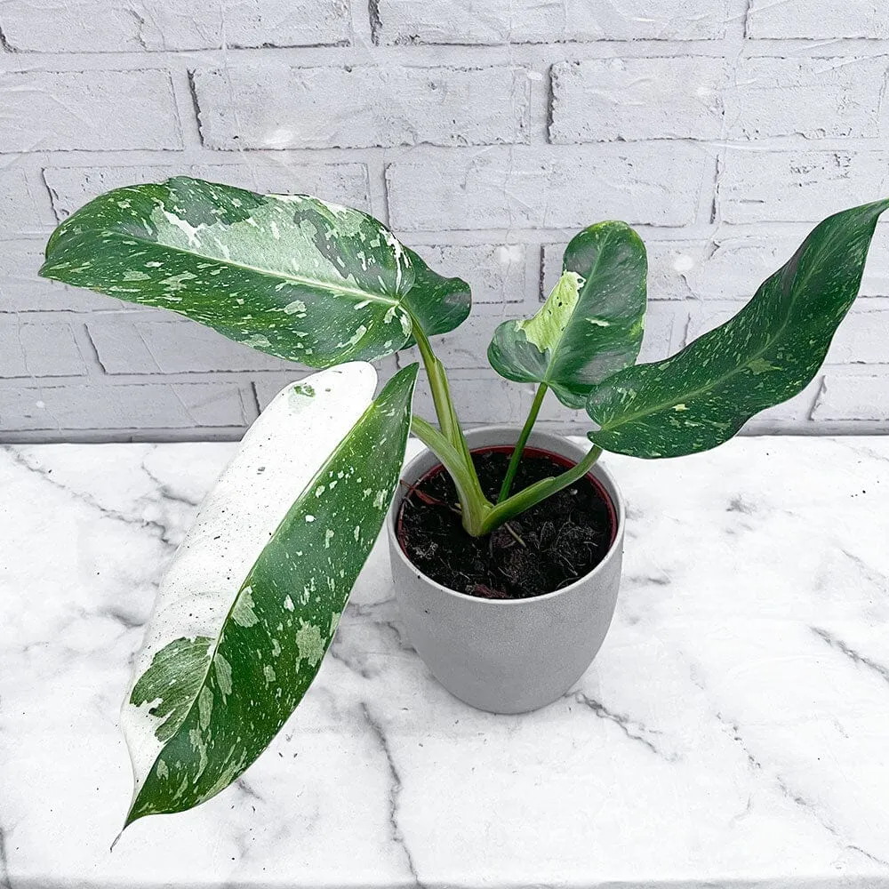 40 - 50cm Philodendron Jose Buono 15cm Pot