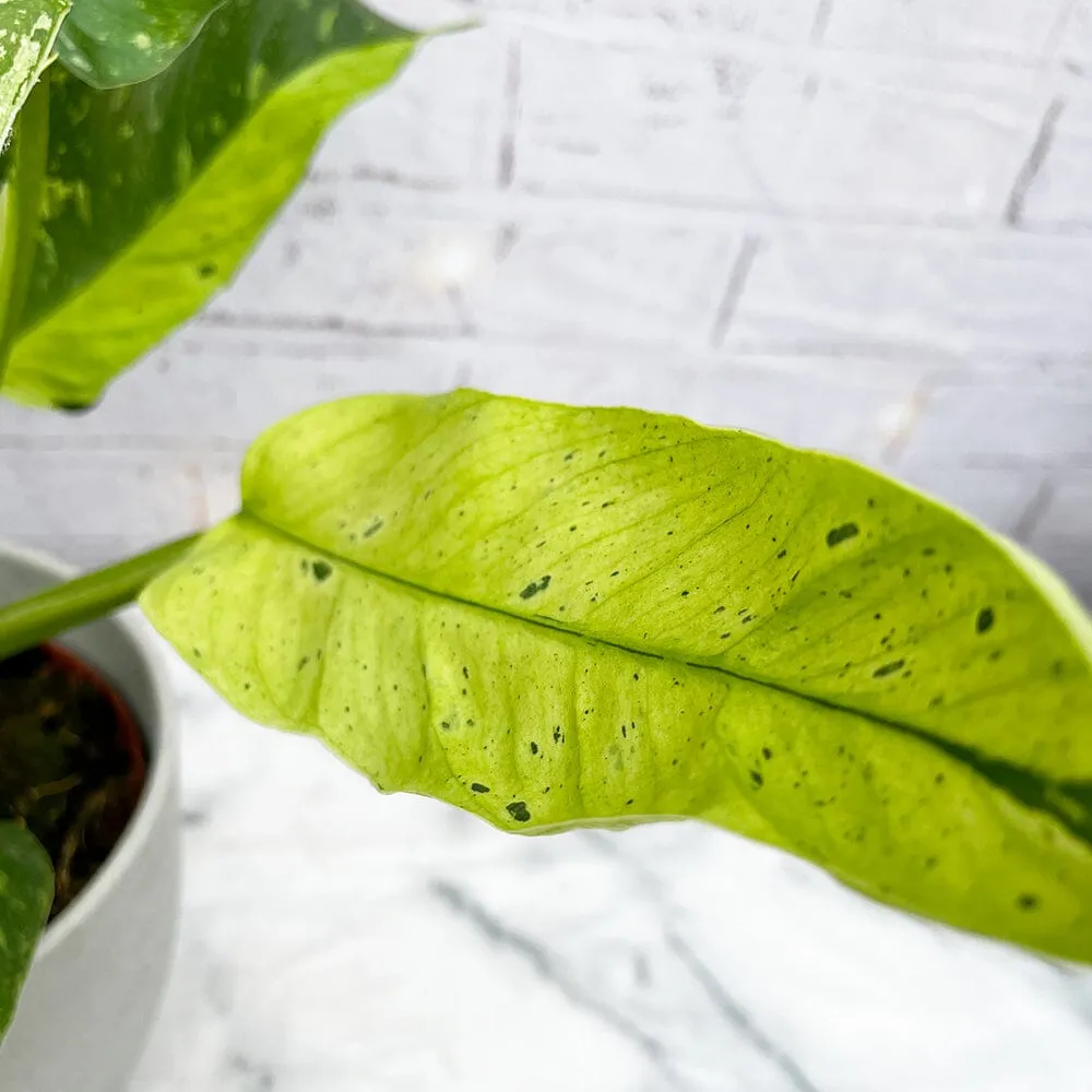 40 - 50cm Philodendron Jose Buono 15cm Pot