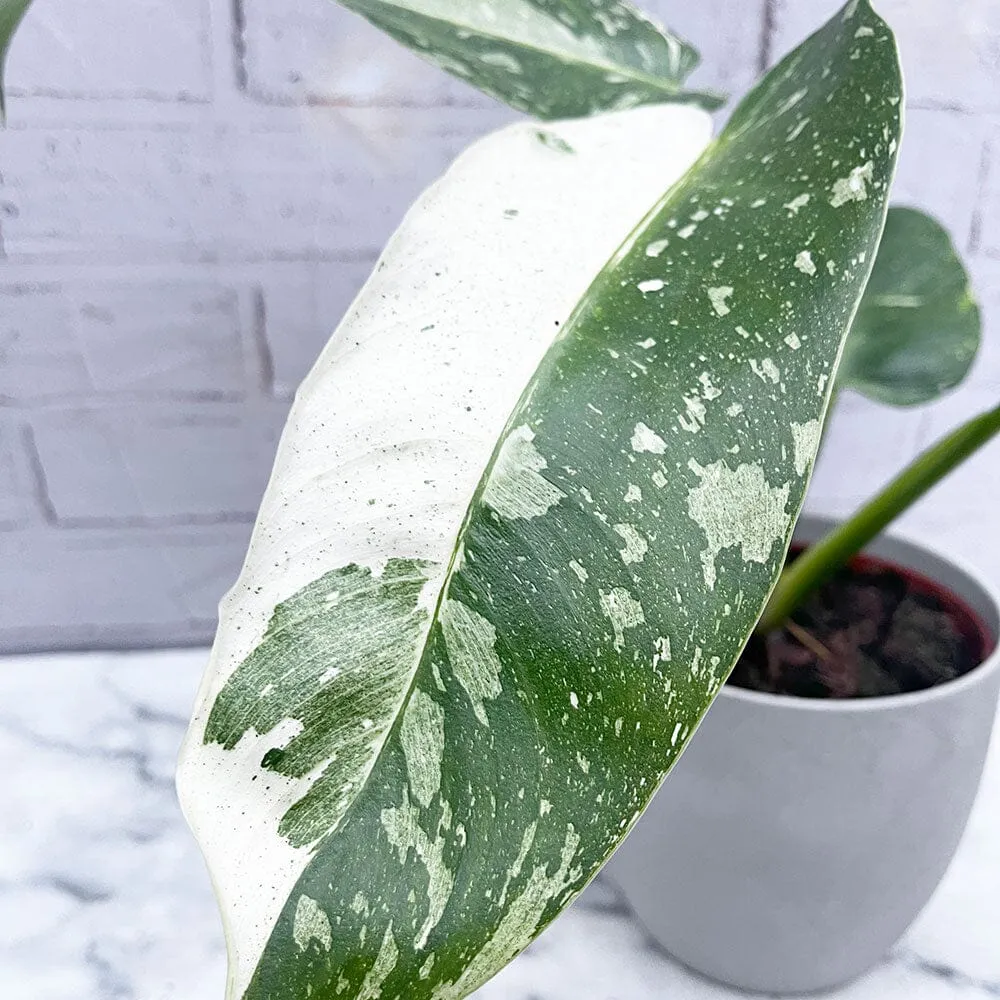40 - 50cm Philodendron Jose Buono 15cm Pot