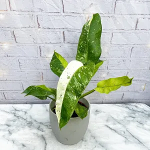 40 - 50cm Philodendron Jose Buono 15cm Pot