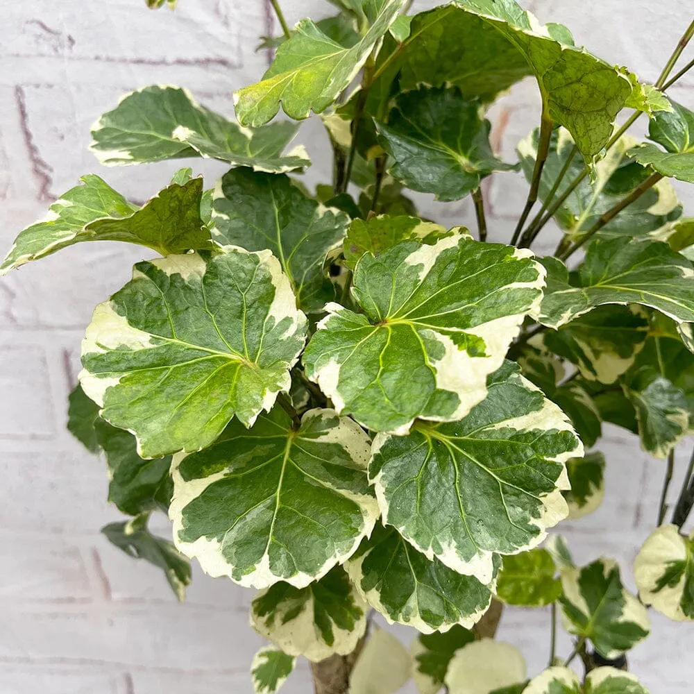 45 - 55cm Polyscias Balfouriana Plant 17cm Pot House Plant