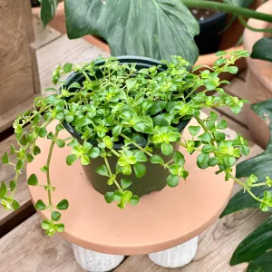 4" baby tears