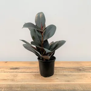 4" ficus burgundy