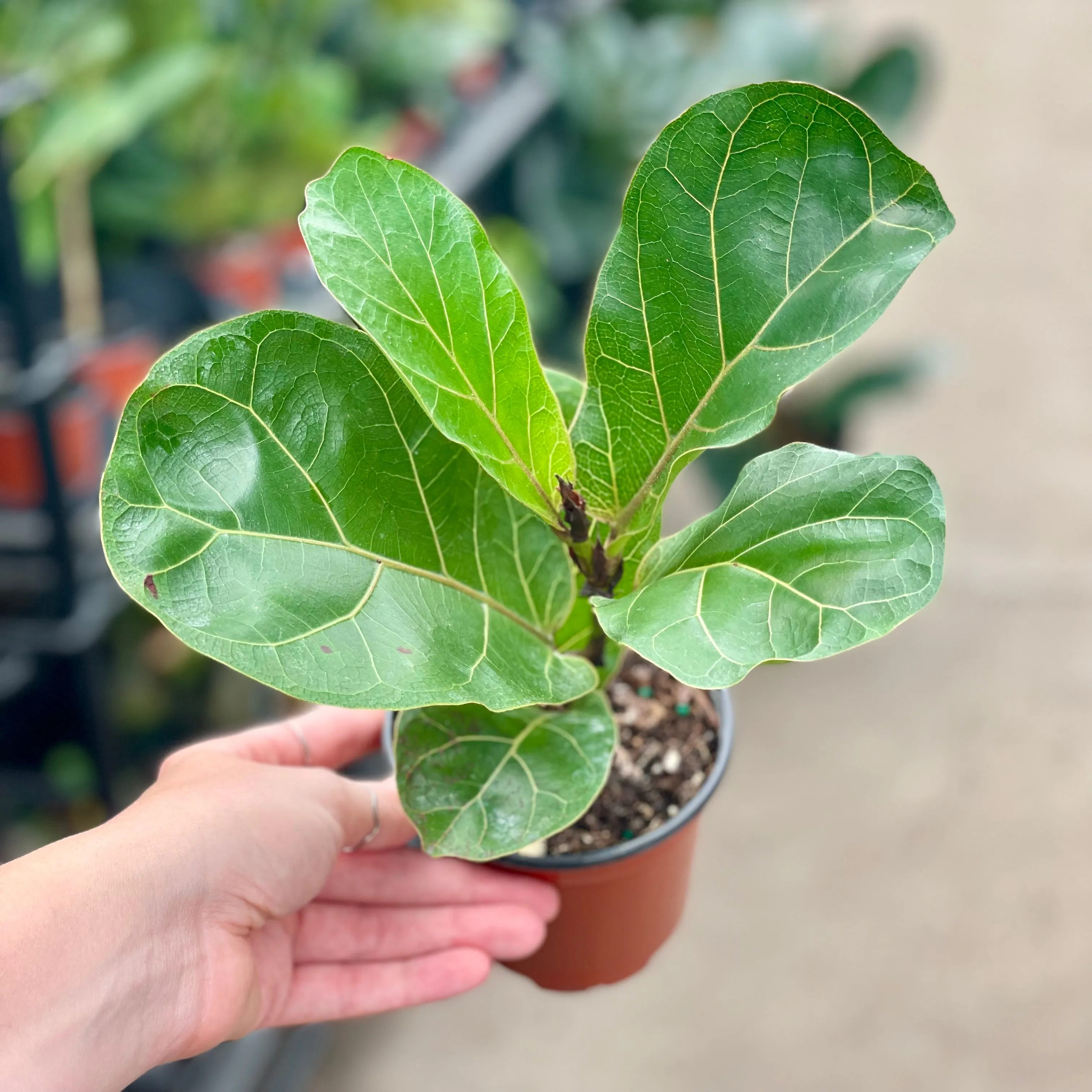 4" ficus lyrata bambino