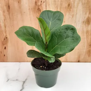 4" ficus lyrata bambino