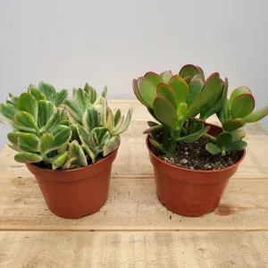 4" jade