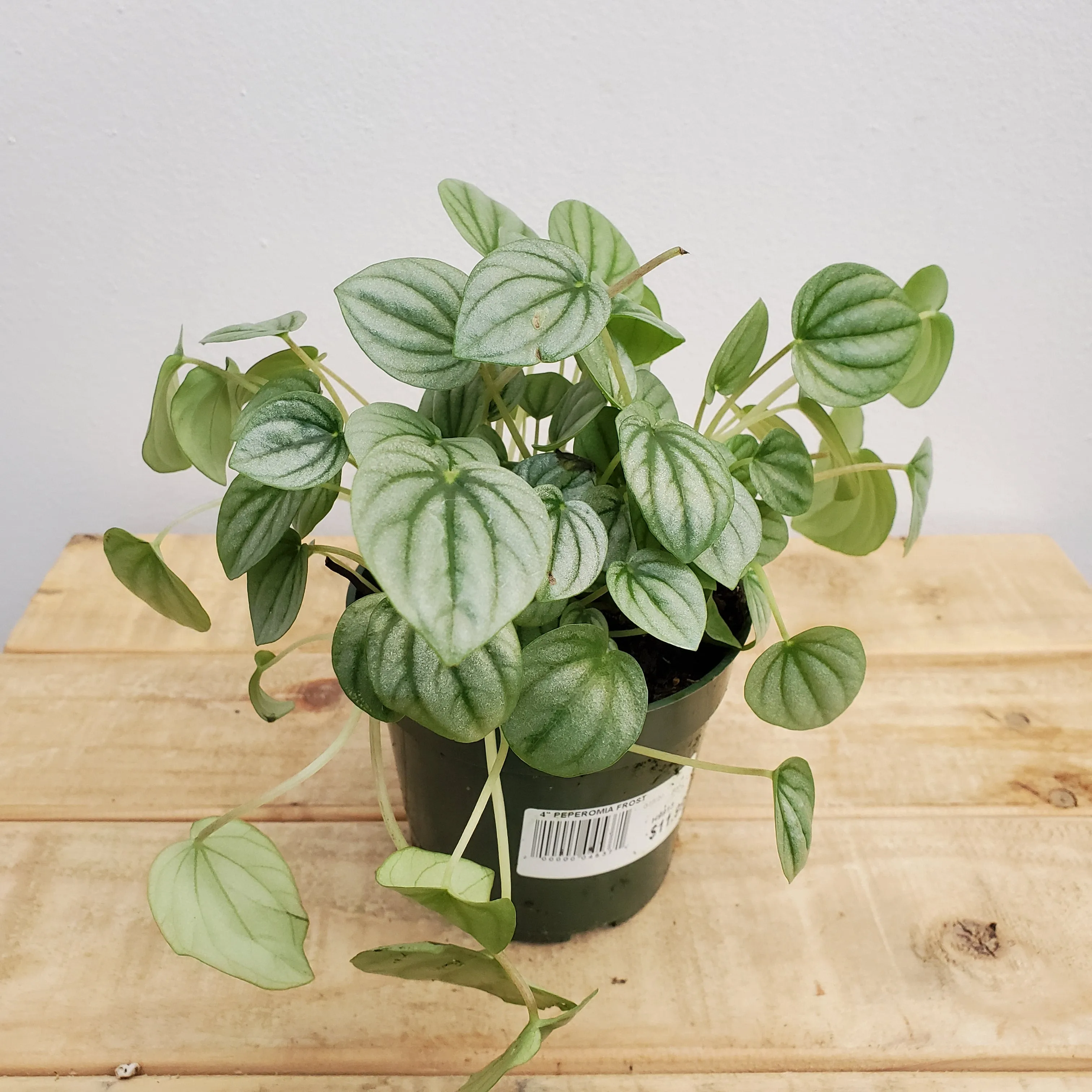 4" peperomia frost