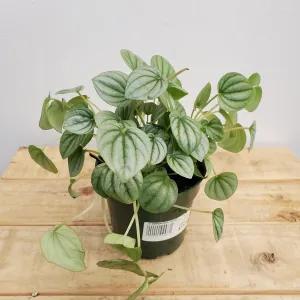 4" peperomia frost
