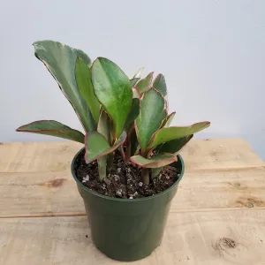 4" peperomia ginny