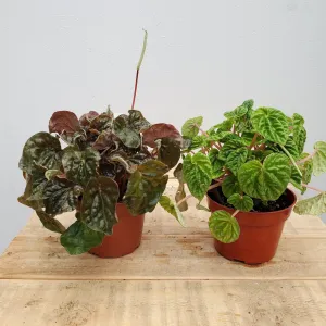 4" peperomia ripple