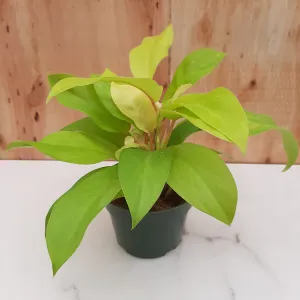 4" philo lemon lime