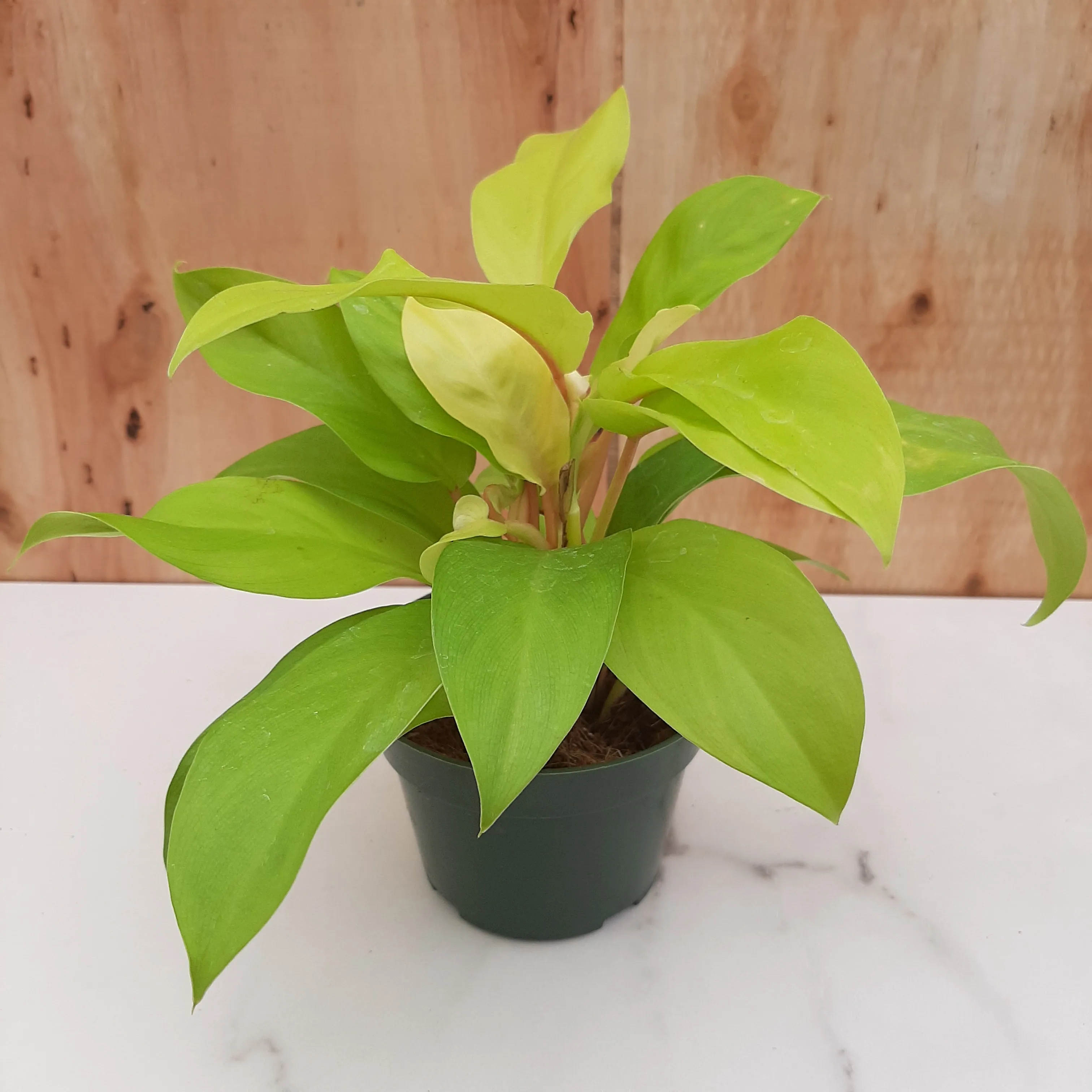 4" philo lemon lime