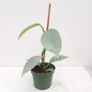 4" philodendron silver sword