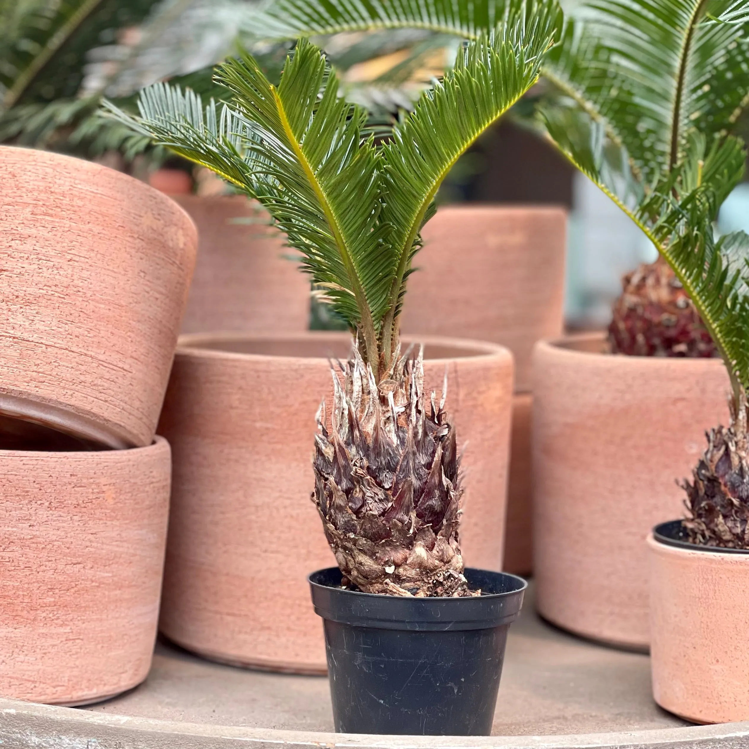 4" sago palm