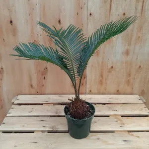 4" sago palm