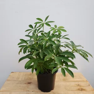 4" schefflera arboricola green