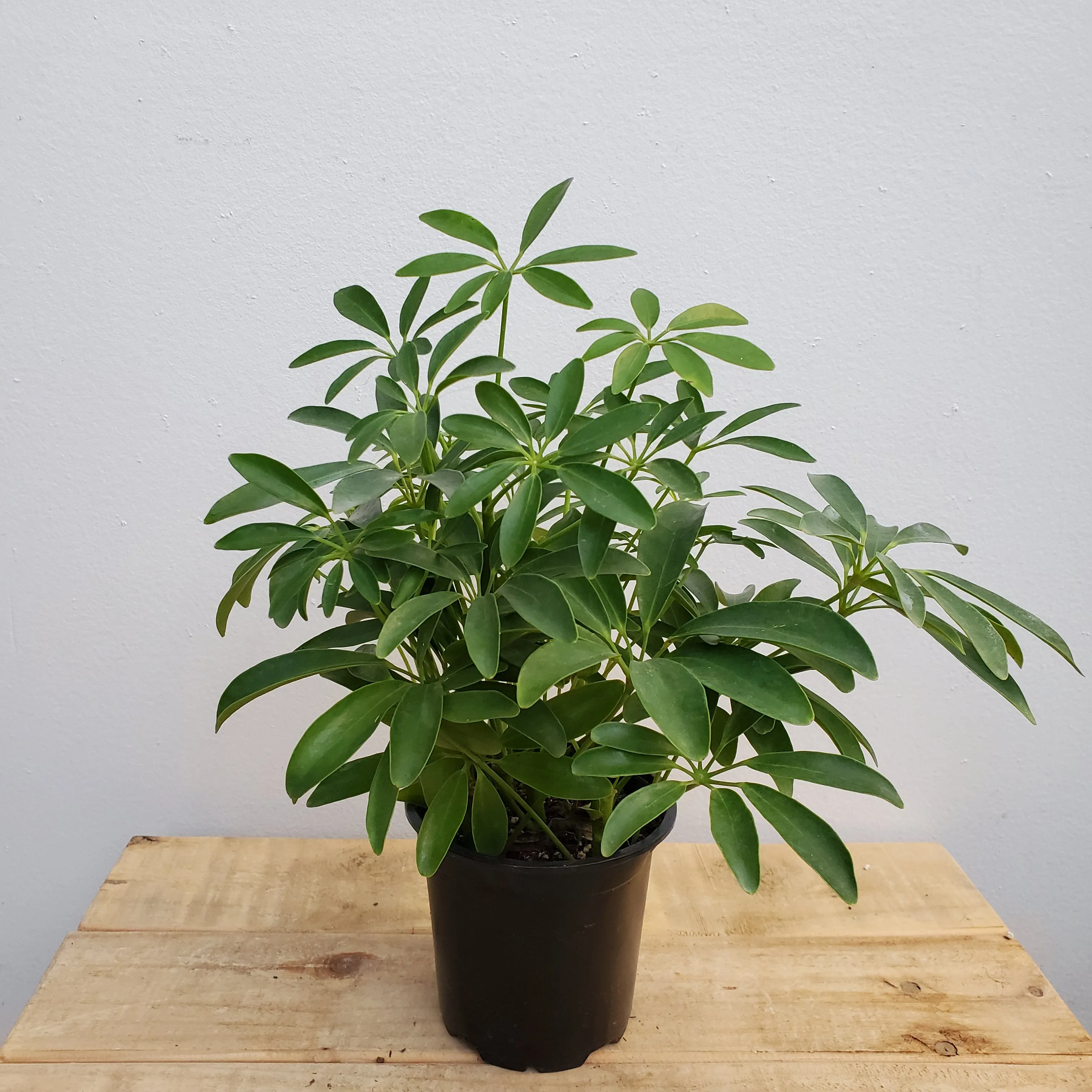 4" schefflera arboricola green