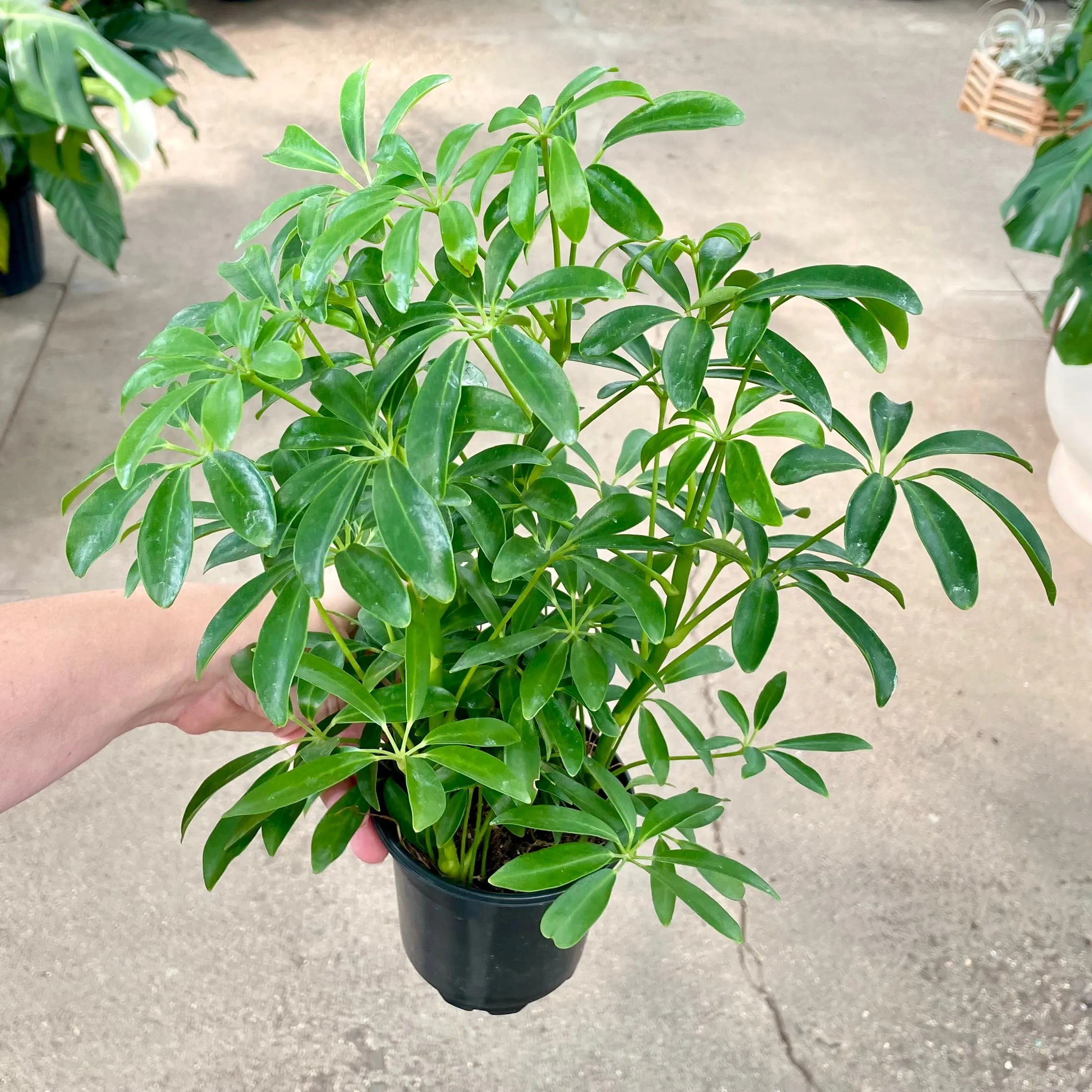 4" schefflera arboricola green