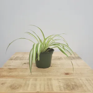 4" spider plant bonnie
