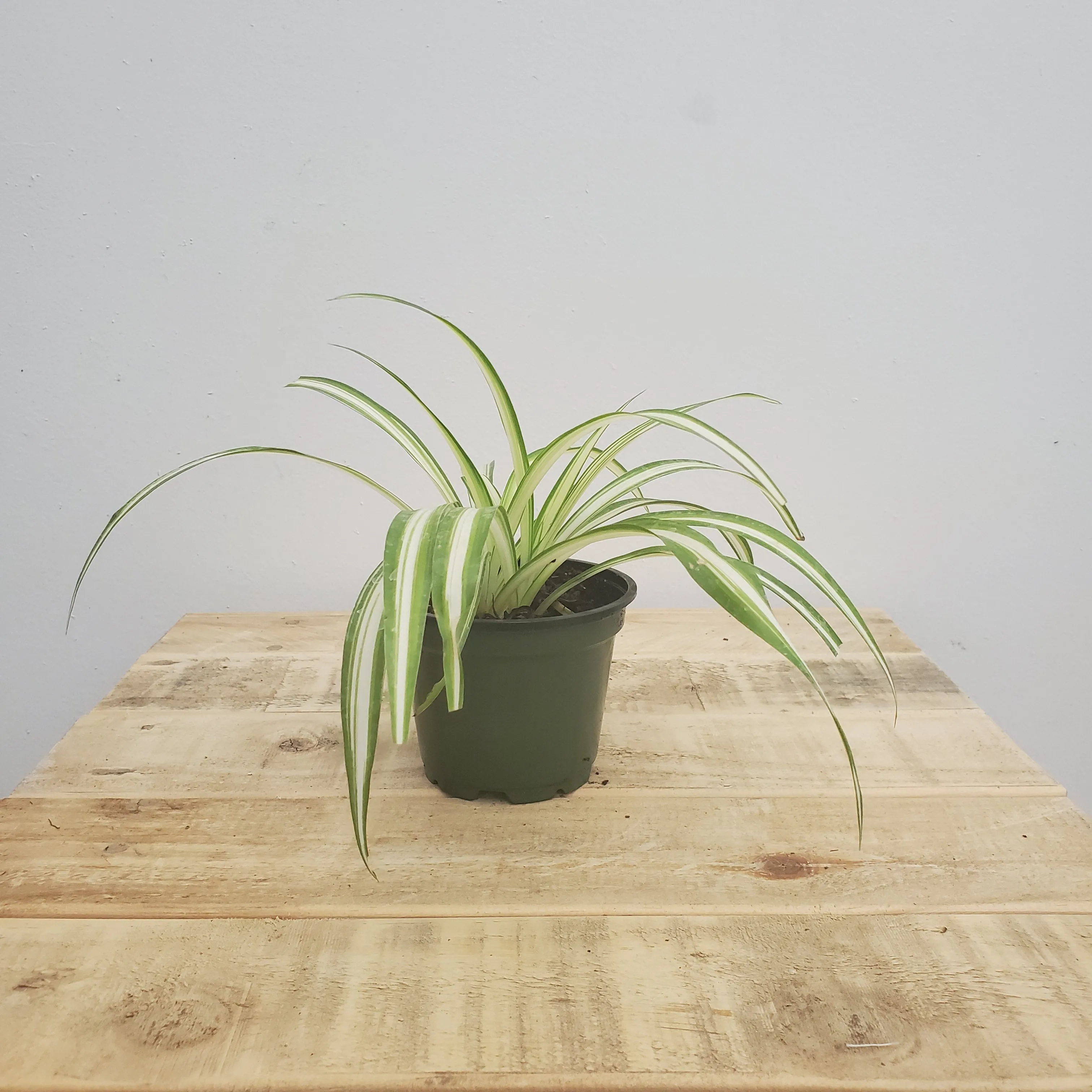 4" spider plant bonnie
