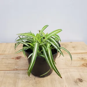 4" spider plant