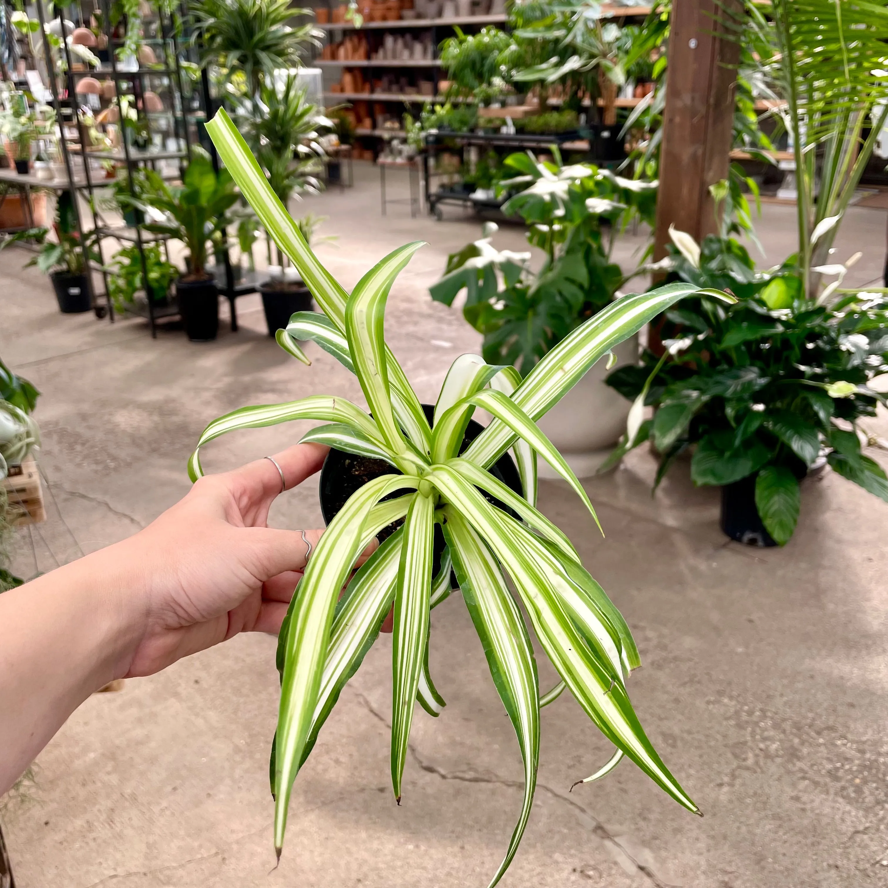 4" spider plant