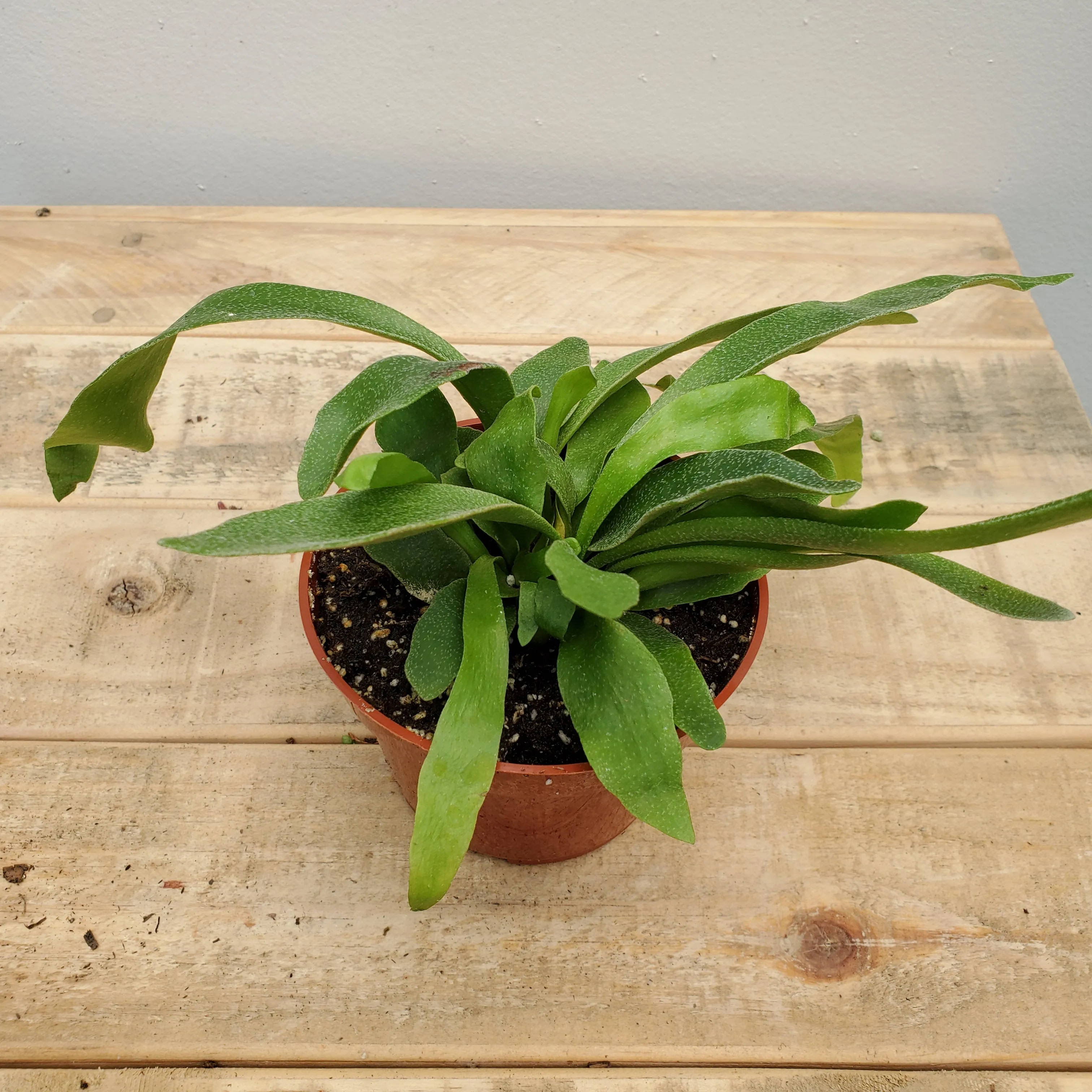 4" staghorn fern