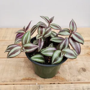 4" tradescantia