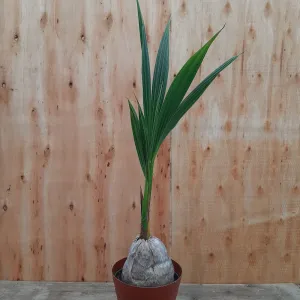 6" coconut palm