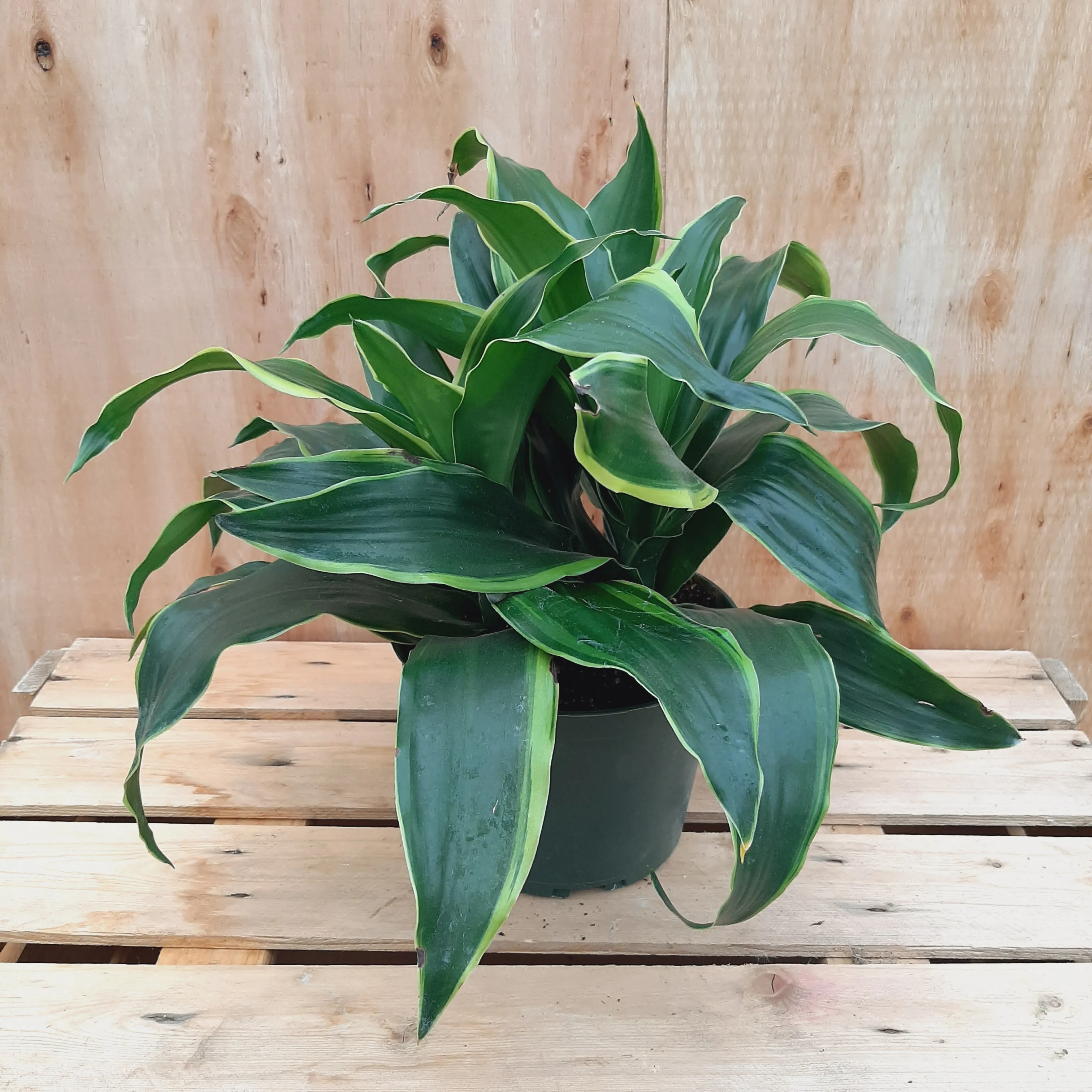 6" dracaena dorado