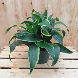 6" dracaena dorado