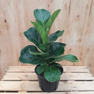 6" ficus lyrata bambino