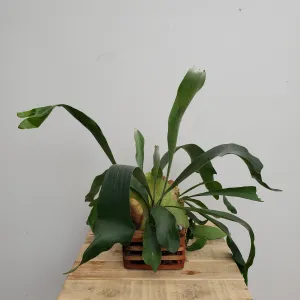 6" staghorn fern