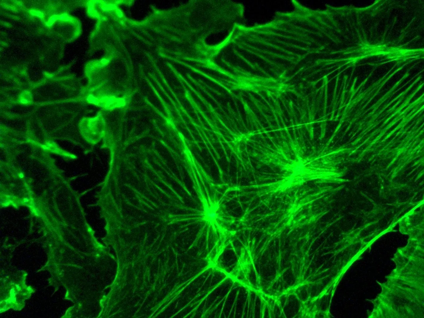 AmScope IN300 Series Inverted Phase-Contrast Biological EPI-Fluorescent Trinocular Compound Microscope with 30W Halogen Optional Color CCD Digital Camera