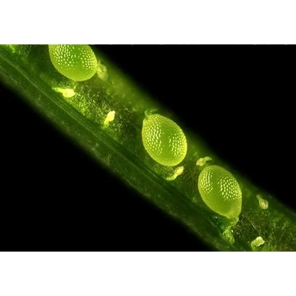 AmScope IN300 Series Inverted Phase-Contrast Biological EPI-Fluorescent Trinocular Compound Microscope with 30W Halogen Optional Color CCD Digital Camera