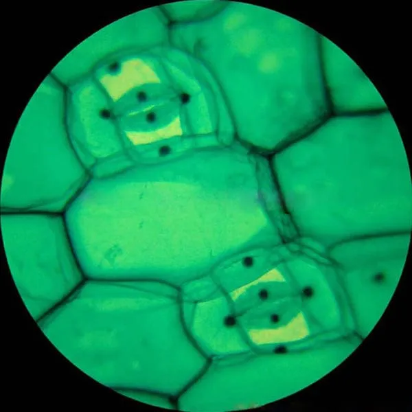 AmScope M400 Seriec Clinical Biological Monocular Compound Microscope 40X-800X Magnification