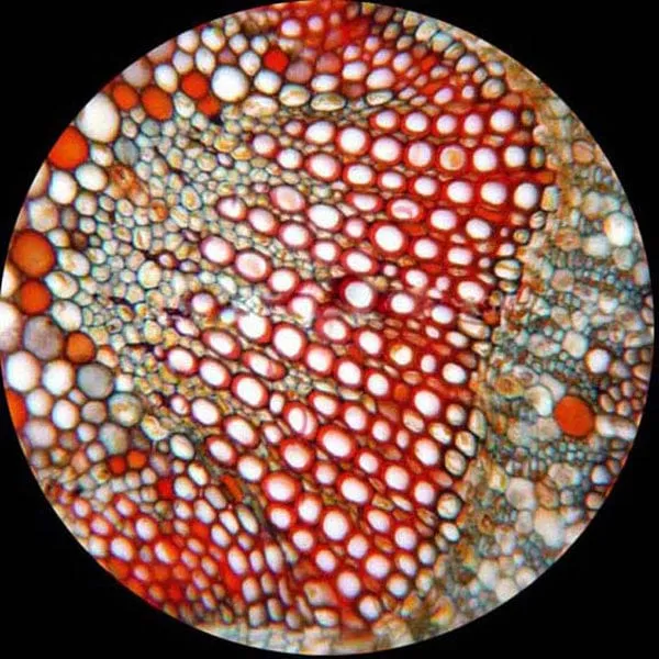 AmScope M400 Seriec Clinical Biological Monocular Compound Microscope 40X-800X Magnification