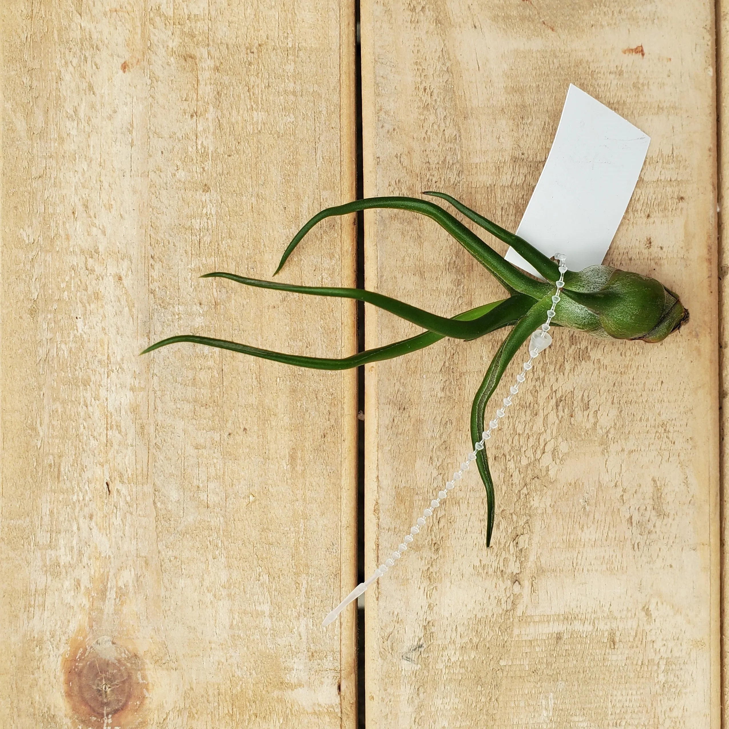 bulbosa guatemala 4-5"