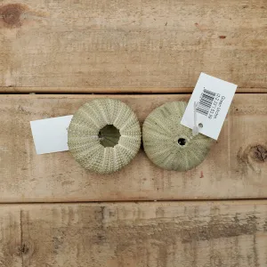 green urchin sm
