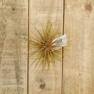 ionantha orange