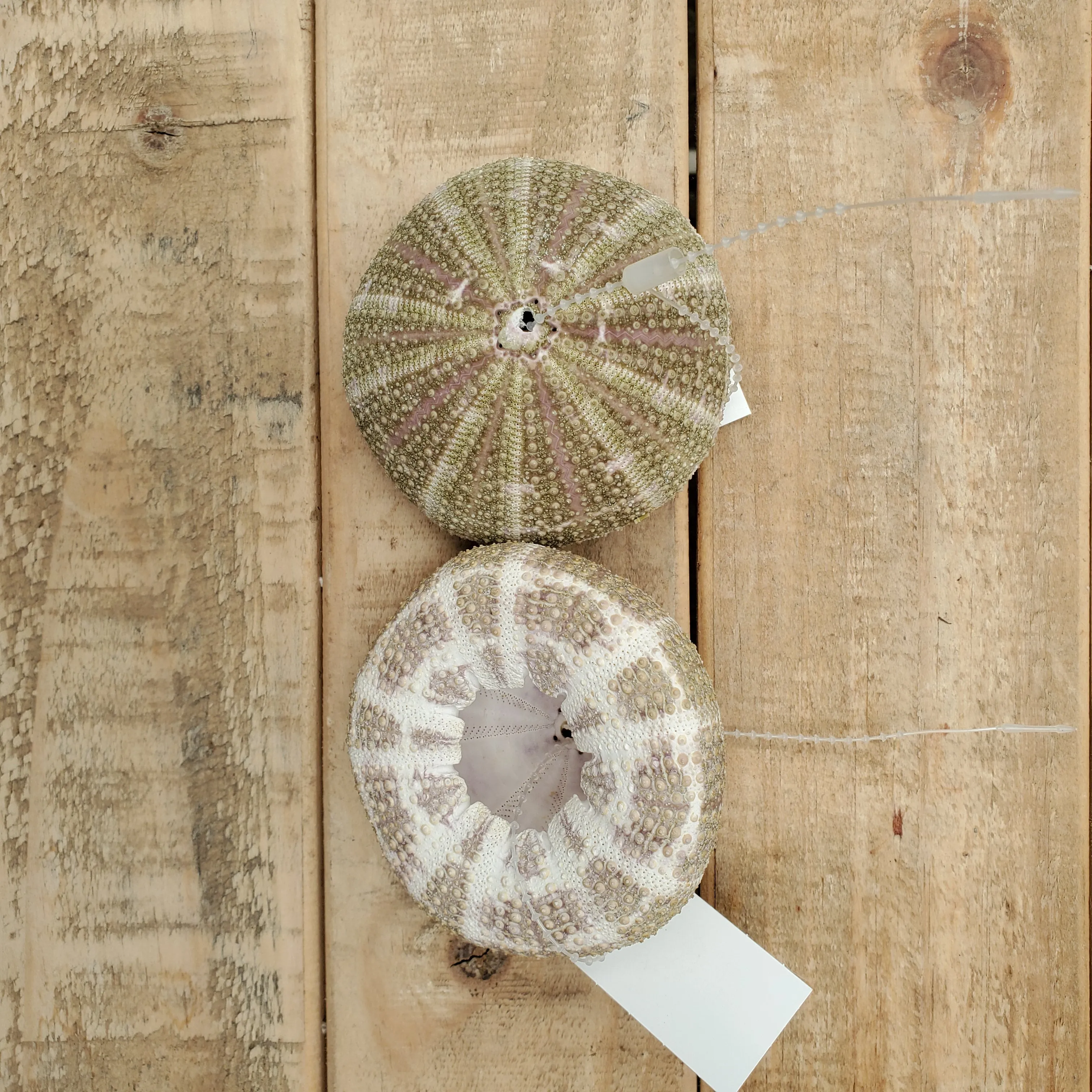 striped urchin