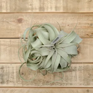 tillandsia xerographica small